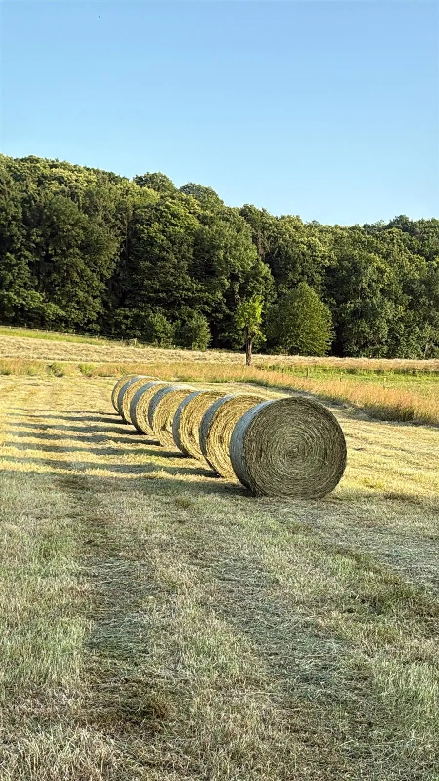 Heuballen auf einer abgeernteten Wiese am Waldrand im Abendlicht
